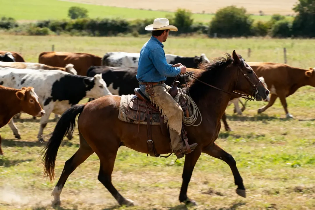 Cowboy à cheval conduisant un troupeau de vaches dans un champ verdoyant.